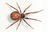 koffieboonspin (steatoda bipunctata) 7-2012 9398